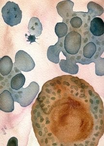 Apoptosis Death by apoptosis—mitochondria determine whether a cell lives or dies by enforced suicide