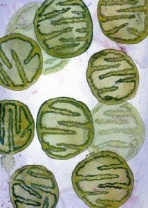 The more the merrier—mitochondrial numbers dictate the evolution of size and complexity